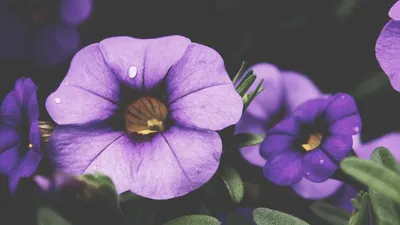 32 Benefits and Side Effects of Probiotics [Updated Jan/2023]