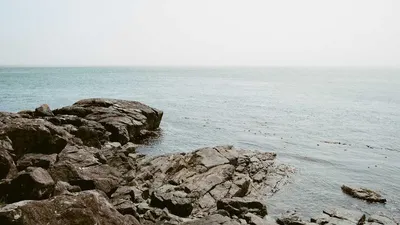 Cat's Claw: 3 Benefits, Side Effects & 12 Precautions