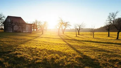 Thumbnail for Green Lipped Mussels: 3 Benefits, Side Effects & 6 Precautions