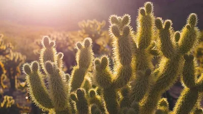 Thumbnail for Nettle: 3 Benefits, Side Effects & 9 Precautions