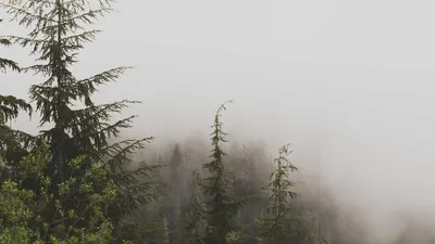 Thumbnail for Slippery Elm Bark: 3 Benefits, Side Effects & 4 Precautions