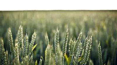 Thumbnail for 3 Supplements for Age-Related Macular Degeneration: What the Research Shows