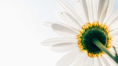 Thumbnail for 4 alternative therapies for PMS: what the research actually shows