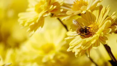 Bee pollen: 4 potential benefits, side effects, and safety precautions