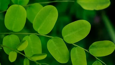 Moringa leaves and powder in a wooden bowl