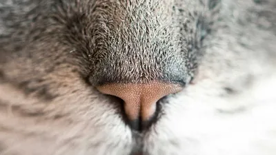 Cod Liver Oil: 5 Benefits, Side Effects & 3 Precautions