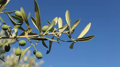 Olive Oil: 5 Benefits, Side Effects & Precautions