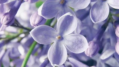 5 Benefits and Side Effects of Lavender Essential Oil [Updated Feb/2023]