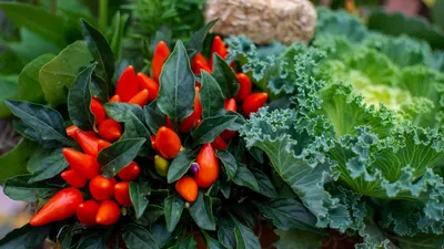 Thumbnail for Red Clover: 5 Benefits, Side Effects & Precautions