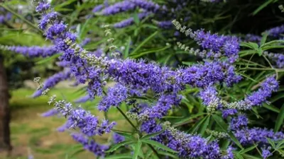 Rhodiola Rosea: 5 Benefits, Side Effects & 10 Precautions