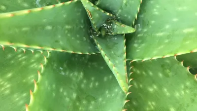 Aloe vera plant close-up, a natural supplement studied for interstitial cystitis relief