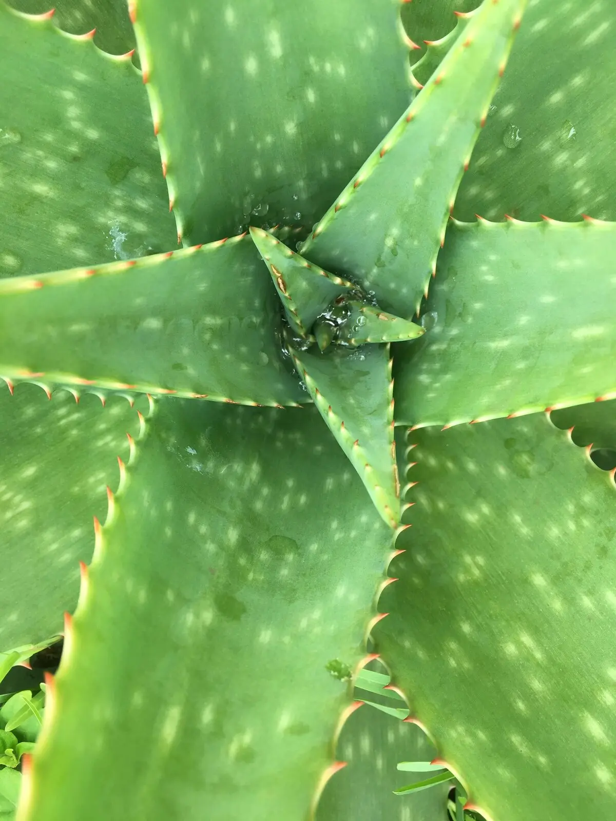 Aloe vera plant close-up, a natural supplement studied for interstitial cystitis relief