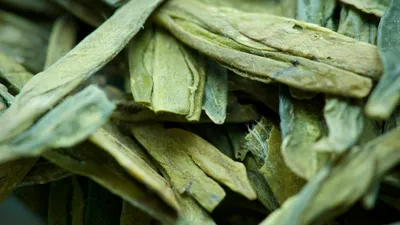 Fresh buchu leaves (Agathosma betulina) used in traditional South African medicine for urinary tract health