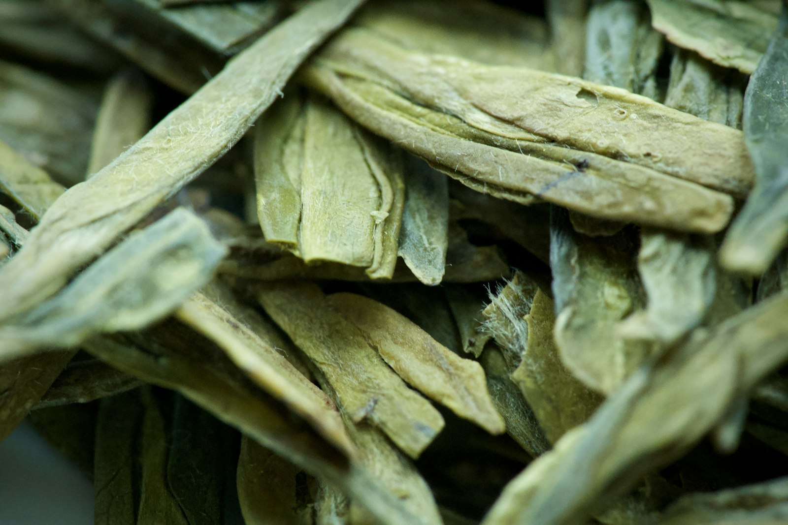 Fresh buchu leaves (Agathosma betulina) used in traditional South African medicine for urinary tract health