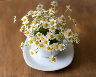 Cup of chamomile tea with dried chamomile flowers, a natural remedy for overactive bladder