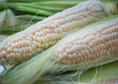 Fresh corn silk strands on an ear of corn, a traditional remedy for bladder health