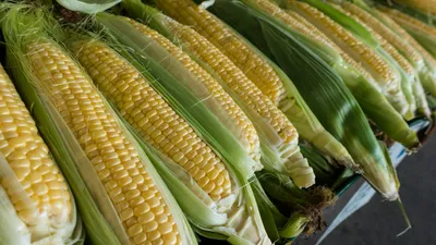 Close-up of corn ears with yellow kernels, the source of corn silk used to brew diuretic tea