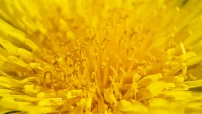 Fresh dandelion flowers and leaves used in herbal medicine for bladder health