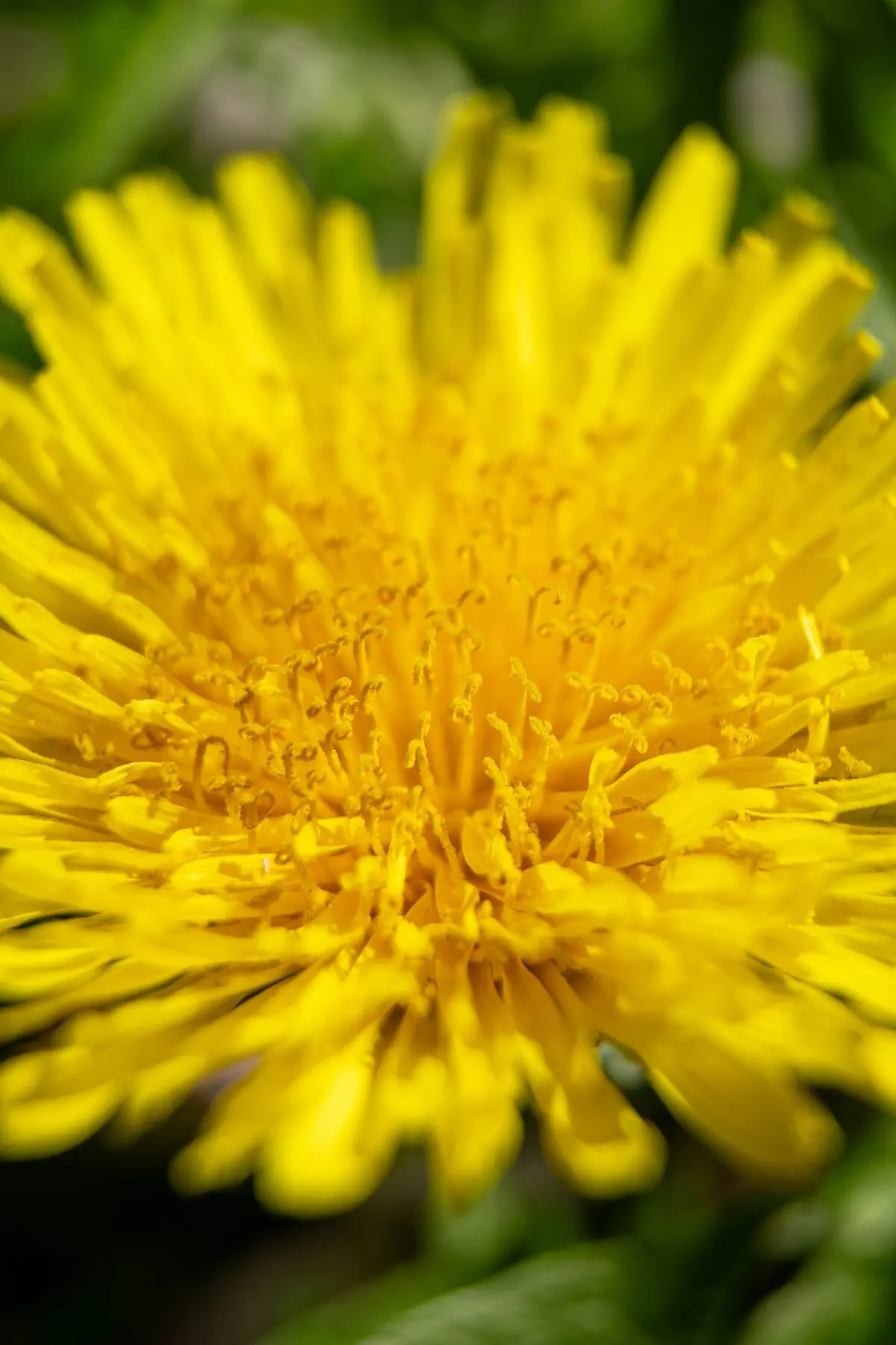 Fresh dandelion flowers and leaves used in herbal medicine for bladder health