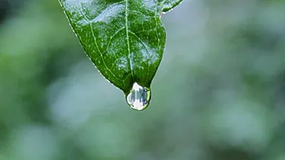 Thumbnail for Diagnosis and Management of Urinary Tract Infection in Infants and Children