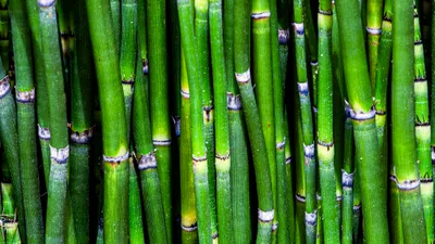 Wild Equisetum arvense (field horsetail) stems growing in a meadow, the plant behind the diuretic evidence and NCCIH safety debate