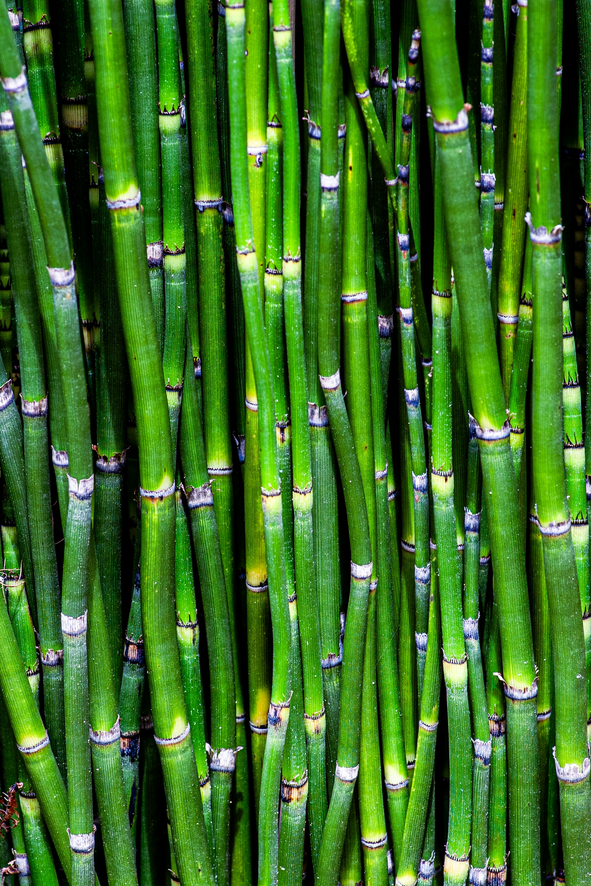 Wild Equisetum arvense (field horsetail) stems growing in a meadow, the plant behind the diuretic evidence and NCCIH safety debate