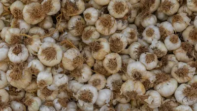 Fresh garlic bulbs and cloves on a wooden cutting board