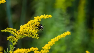 European goldenrod (Solidago virgaurea) flowers in bloom, the traditional herb behind goldenrod for bladder health flushing therapy