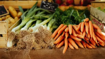 Fresh horsetail plant stems used in traditional medicine for bladder health