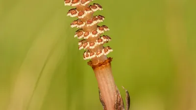 Dried horsetail herb beside a teacup and a B-complex bottle, illustrating horsetail tea side effects and thiamine concerns