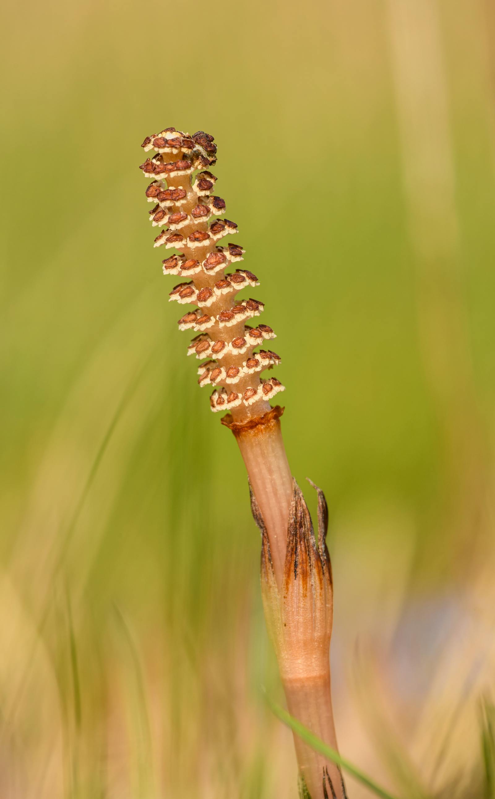 Dried horsetail herb beside a teacup and a B-complex bottle, illustrating horsetail tea side effects and thiamine concerns
