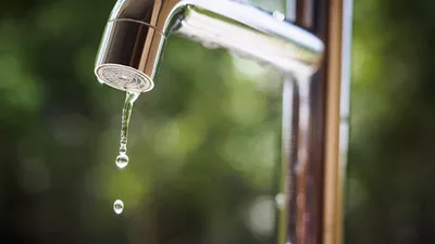 Oregano oil bottle with fresh oregano herb sprigs
