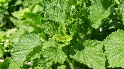 Dried nettle root pieces and fresh stinging nettle leaves used for bladder health