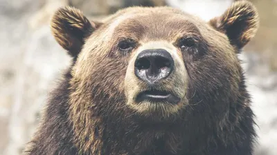 Thumbnail for Overactive Bladder FAQ: Common Questions Answered