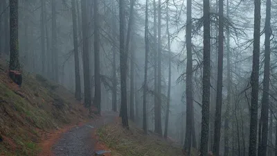 Thumbnail for Black Cohosh: 3 Benefits, Side Effects & 6 Precautions