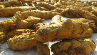 Turmeric root and golden powder on a wooden surface, a natural supplement studied for interstitial cystitis
