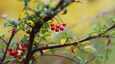 Uva ursi bearberry bush with red berries and green leaves, the source of arbutin used as a short-term herbal remedy for urinary tract health