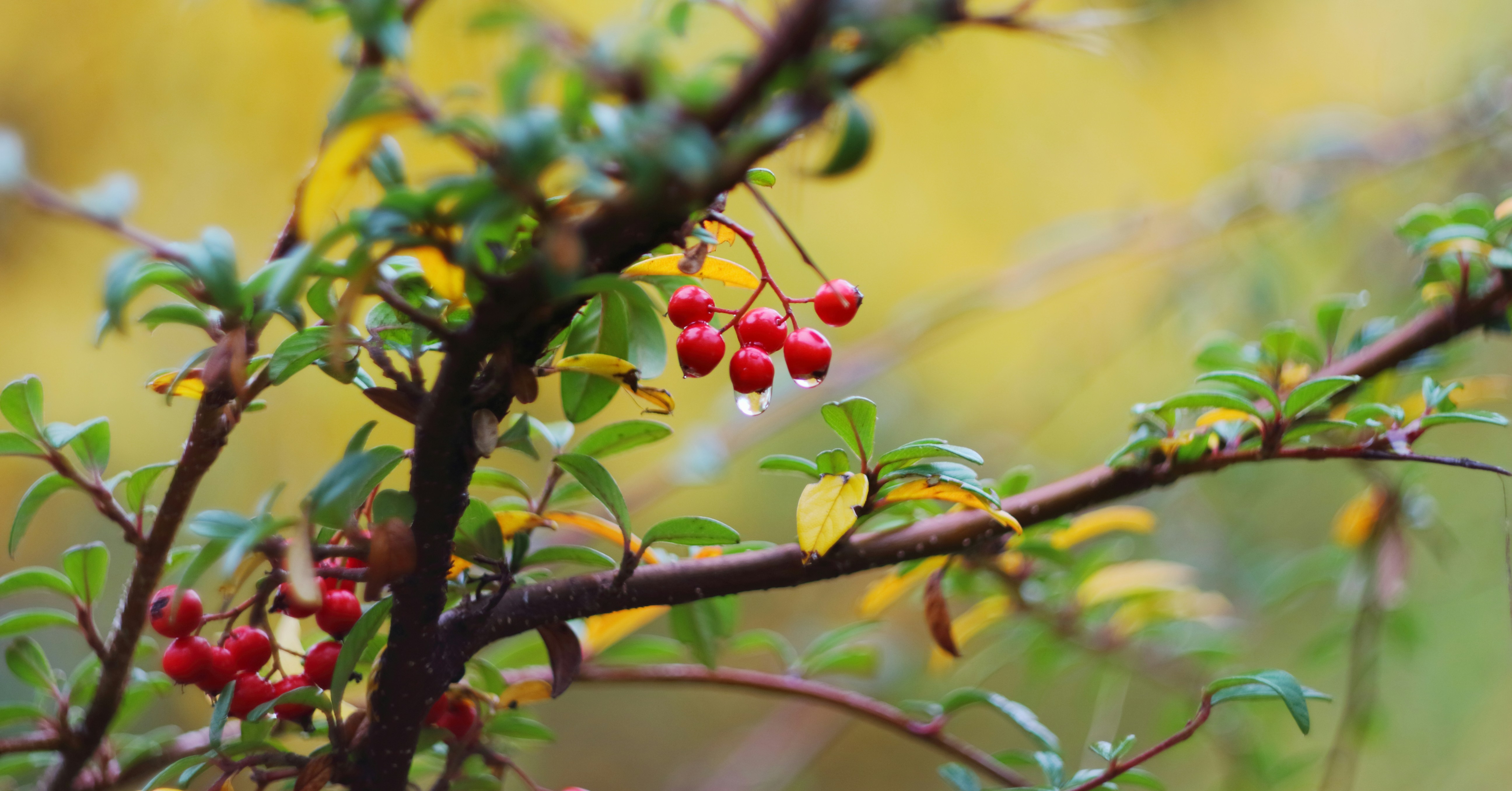 Uva ursi bearberry bush with red berries and green leaves, the source of arbutin used as a short-term herbal remedy for urinary tract health