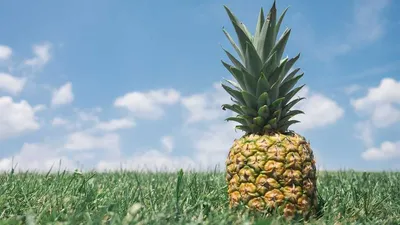 UC-II (Non-Denatured Type II Collagen): Benefits, Side Effects, and What the Research Actually Shows